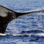 Islandia planea dejar de cazar ballenas ante la caída de la demanda